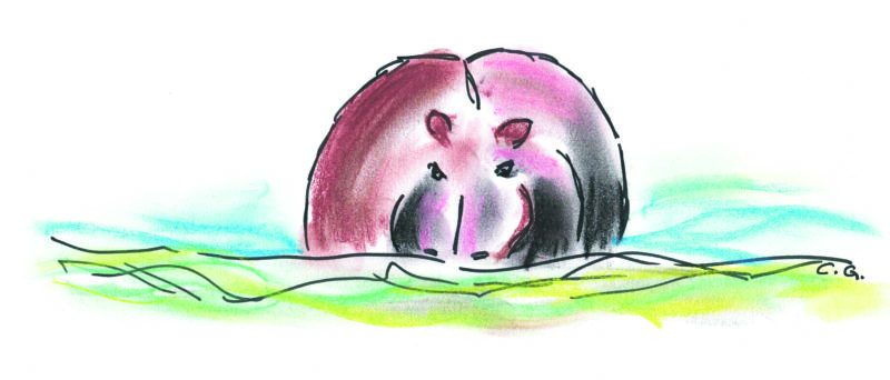 croquis-hippopotame croquis d'un hippopotame