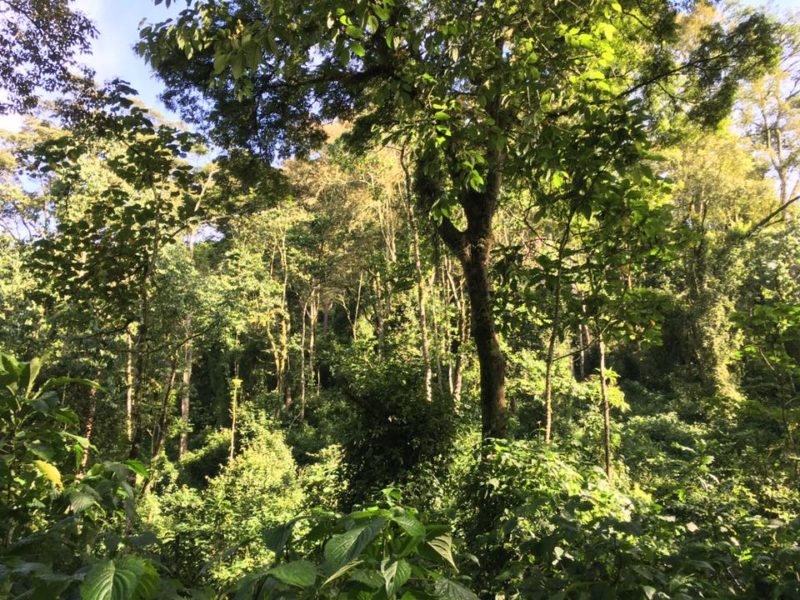 foret-bwindi-ouganda la forêt de bwindi en Ouganda