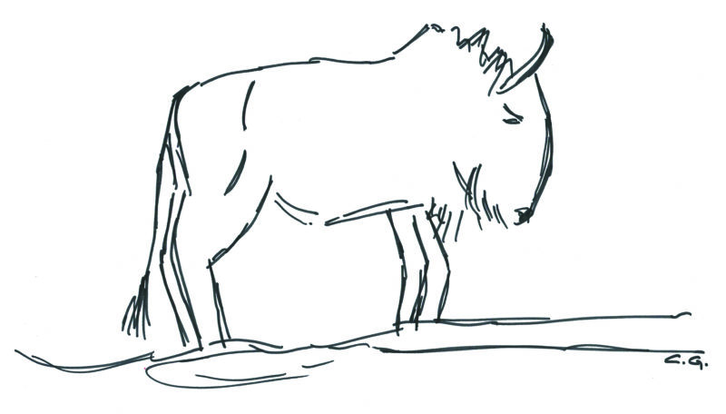 gnou-croquis un dessin croquis d'un gnou
