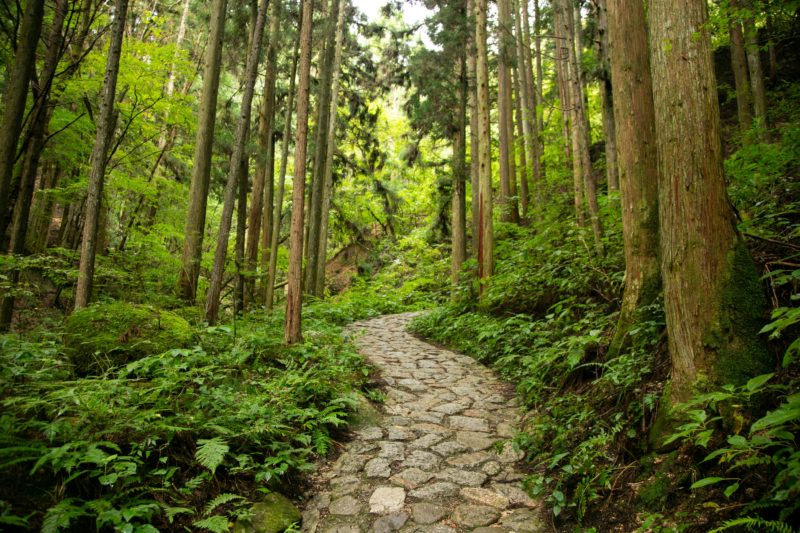 Un chemin de randonnée au Japon
