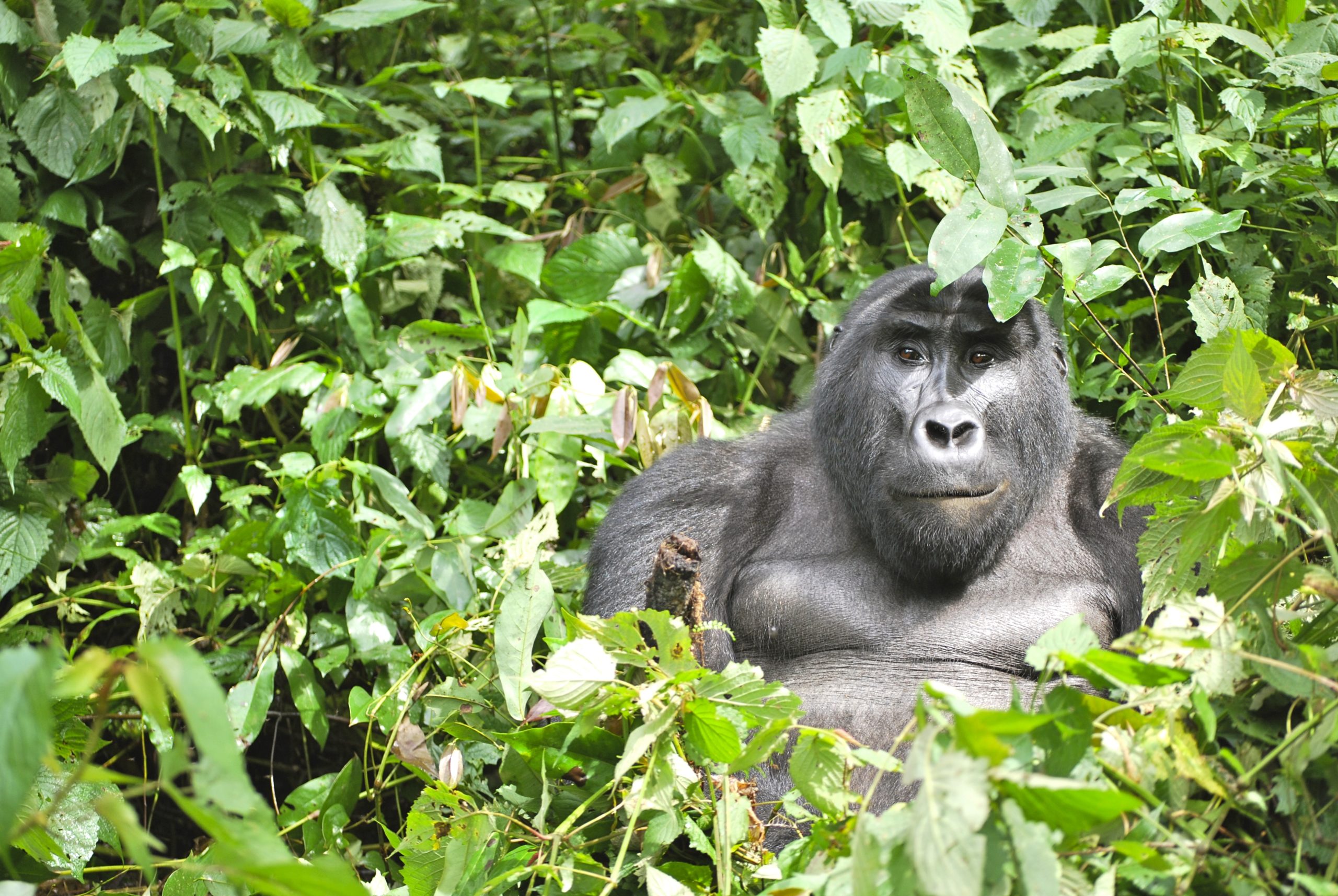 un gorille en Ouganda