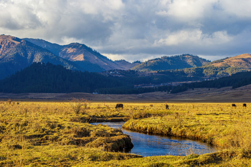 Vallée de Phobjikha au Bhoutan