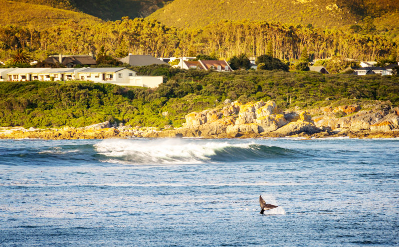 Whale,Flicks,Tail,Into,Air,For,Whale,Watchers,At,Hermanus Baleine à Hermanus