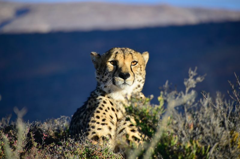 sanbona-guepard Un guépard dans la réserve de Sanbona
