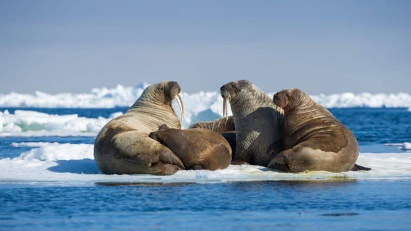 Walrus,Is,A,Huge,Animal,And,It,Like,To,Rest