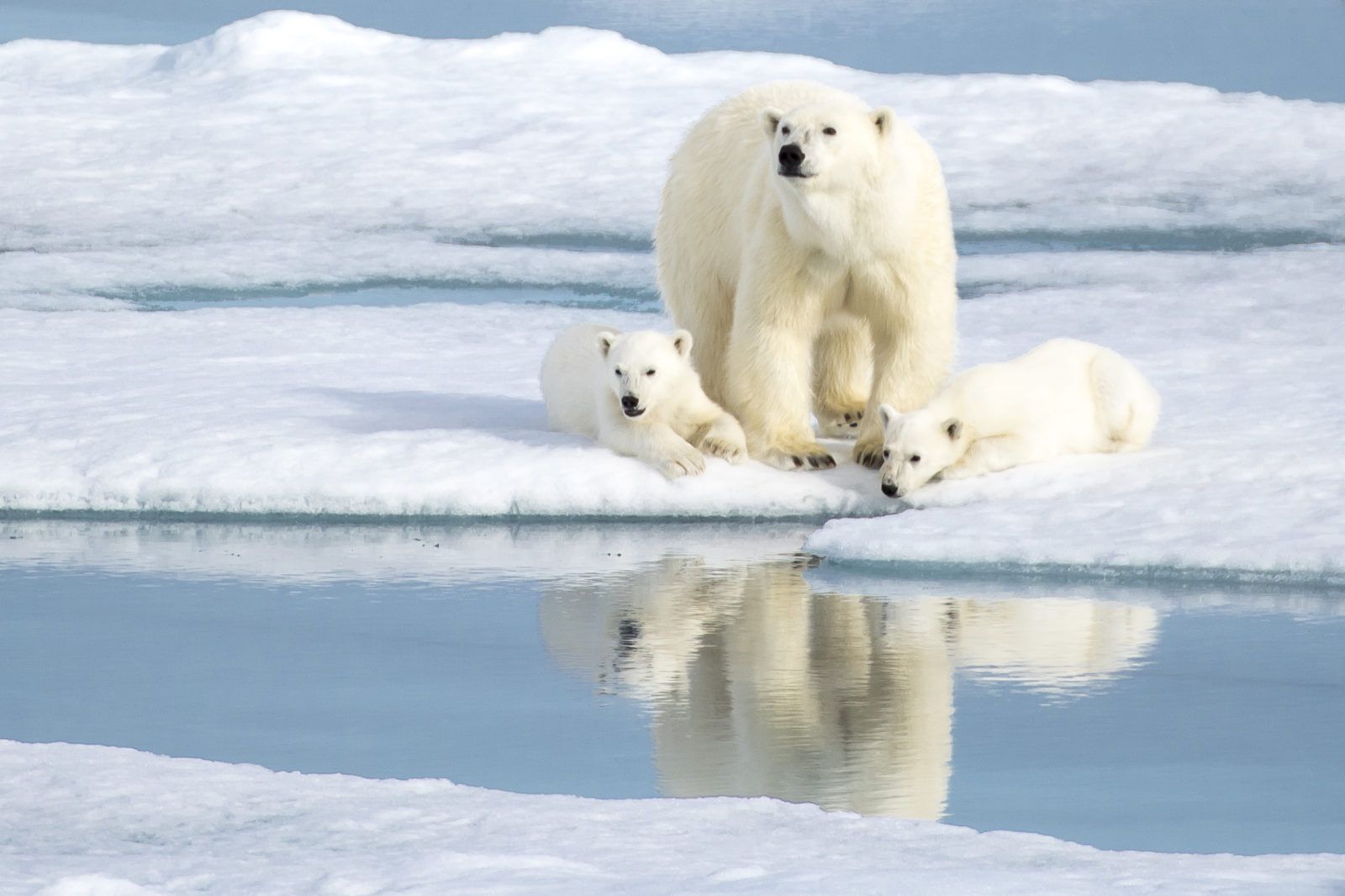 Des ours polaire en Arctique