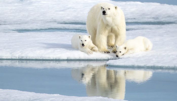 Des ours polaire en Arctique