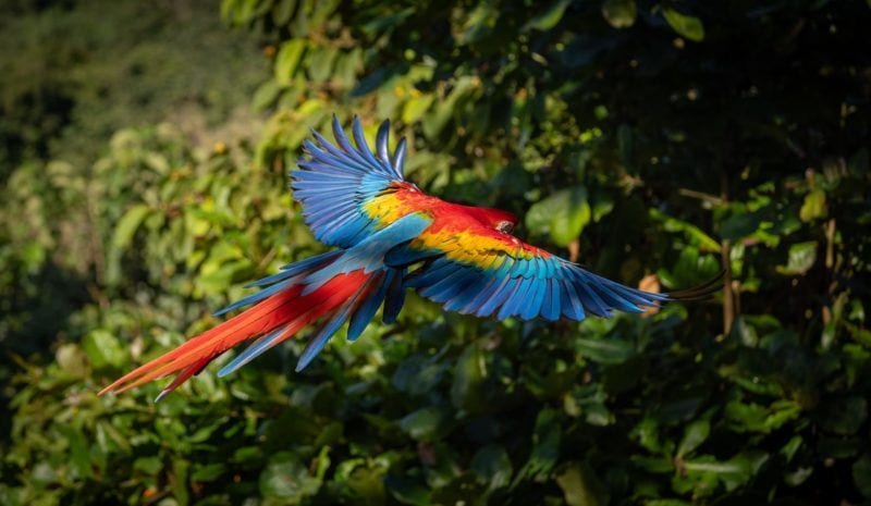 Faune et flore au Costa Rica