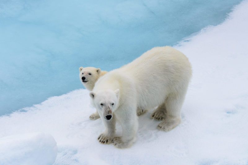Polar,Bear,(ursus,Maritimus),Mother,And,Cub,On,The,Pack ours polaire