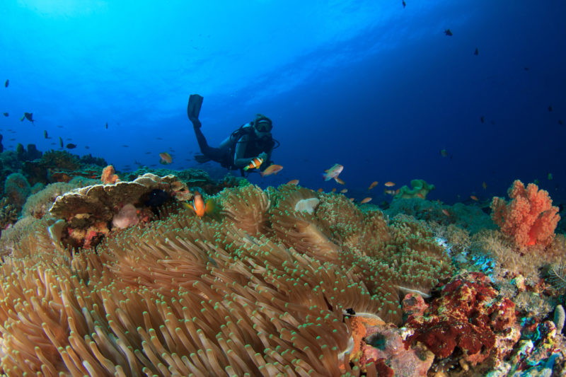 Plongée sous-marine aux Raja Ampat en Indonésie