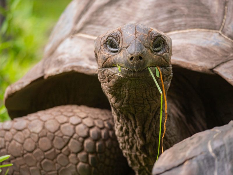 Aldabra,Giant,Tortoise,(aldabrachelys,Gigantea,On,The,Islands,Of,The Tortue géante aux Seychelles