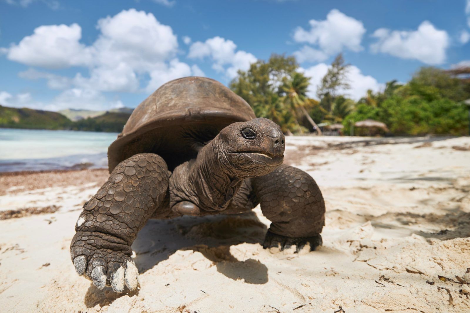 tortue géante aux seychelles