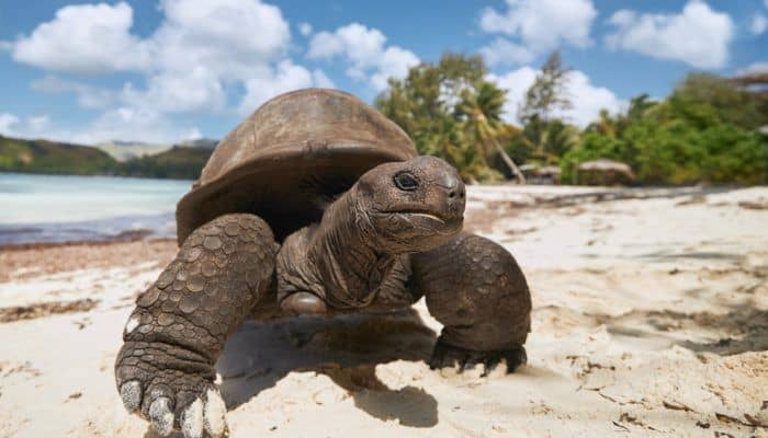 tortue géante aux seychelles