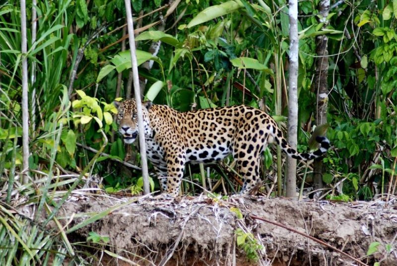 Un jaguar au Pérou