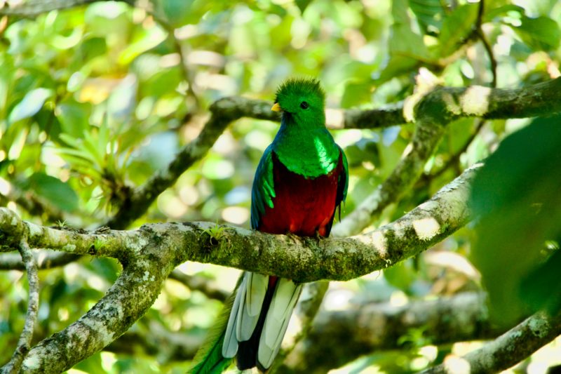 Quetzal Resplendissant au Costa Rica