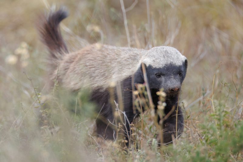 Ratel dans le Delta de l'Okavango au Botswana