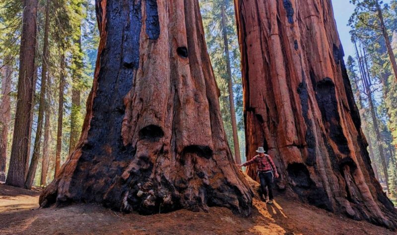 Sequoia National Park USA