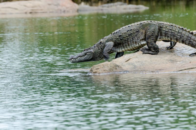 A,Large,Crocodile,Getting,Into,The,Kaveri,River,In,Ranganathittu