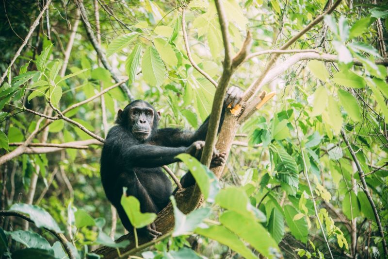 Chimpanzé au Mahale Lodge en Tanzanie