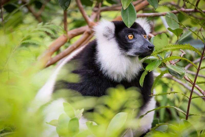Lemurien indri à Madagascar