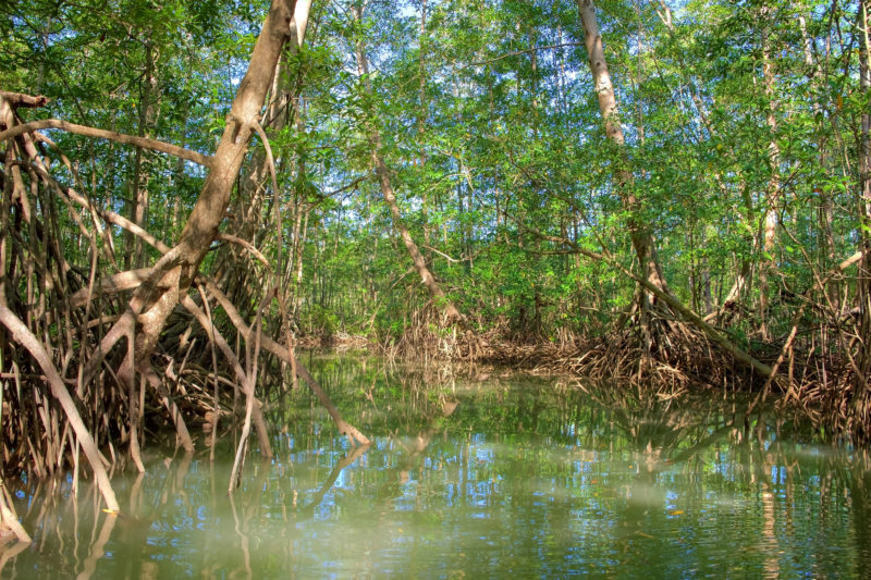 Mangrove-Peninsule-dOsa