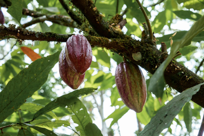 Cacao