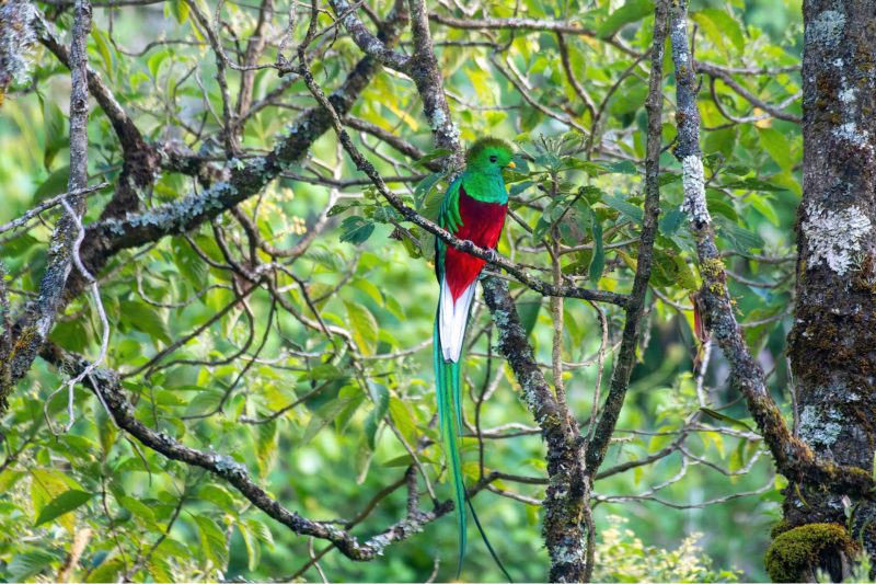 Quetzal