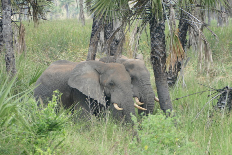 Eléphants Angola