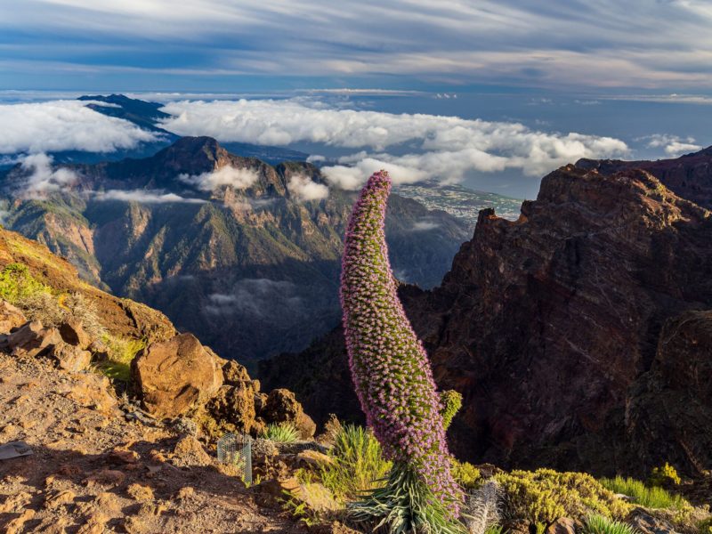 la palma